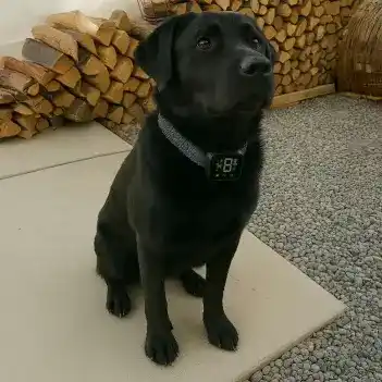 NooBark NooBark customer reviews